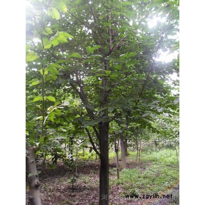 白玉蘭，皂角，女貞，桂花，紫薇，欒樹，廣玉蘭，黃連木