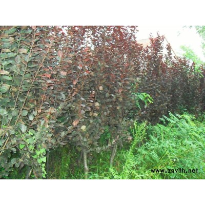 紅葉李、紅葉石楠