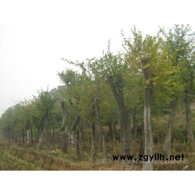 樸榆、榔榆、廣玉蘭、香樟、桂花樹