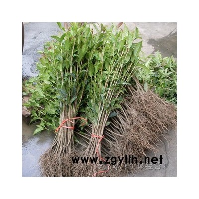 30-80公分高桂花苗（扦插苗）