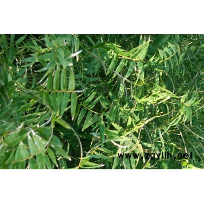 黑松油松北海道黃楊