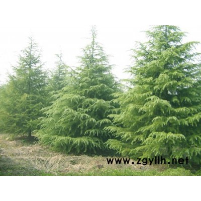 紅葉李、黃金條