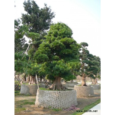造型奇特 羅漢松