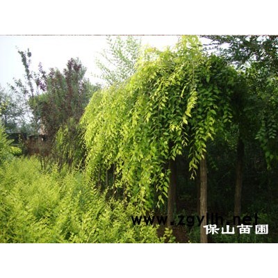 1—10公分金葉垂榆