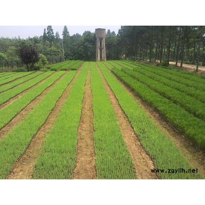 湖北供應(yīng)500萬濕地松容器苗