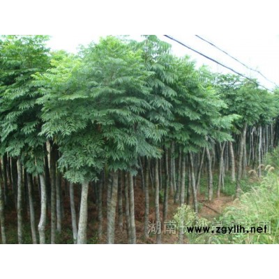 欒樹、桂花、玉蘭、香樟、杜英