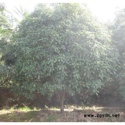 優(yōu)質(zhì)八月桂花 8-12公分