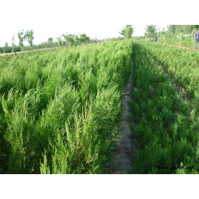 大規格雪松7-11米側柏0.4-2.5米黃楊0.5-1.2米