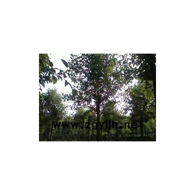 櫻花價格，法桐價格，大葉女貞價格