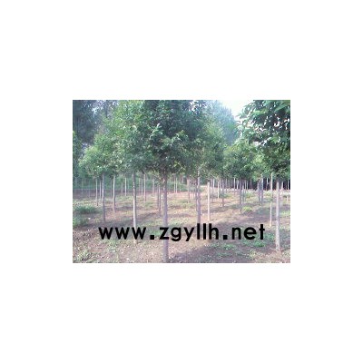 法桐，大葉女貞，國槐，雪松，櫻花