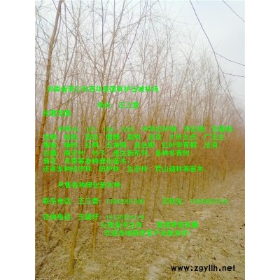 中林46，中華紅葉楊，歐美107、108。