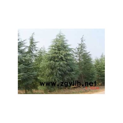 湖南苗木-桂花、金桂、銀桂、丹桂、四季桂,月月桂,大葉樟,廣玉蘭、香樟