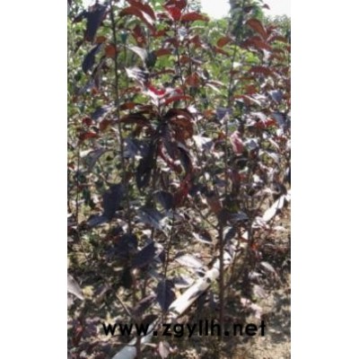 三年生寒富蘋果