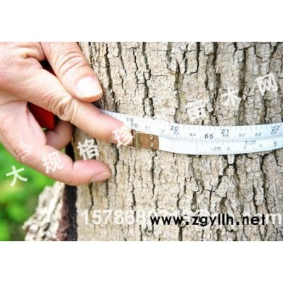 珍貴苗木黃花梨及檀香