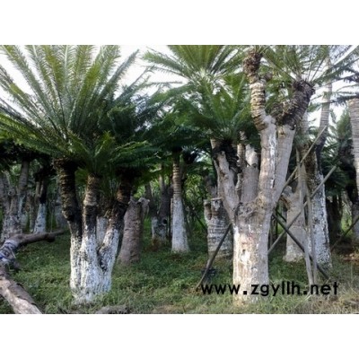 大量供應唐棕、紫薇、蘭花楹等綠化苗木