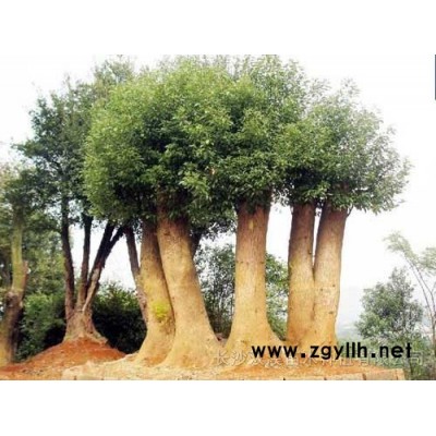 香樟樹,香樟樹價格