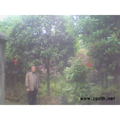 10公分左右的八月桂