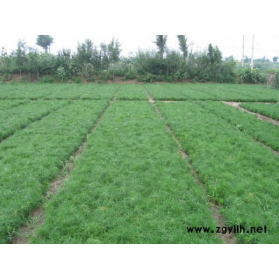 白皮松、華山松、油松、樟子松、側(cè)柏等