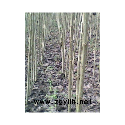 楊樹苗、水杉、銀杏