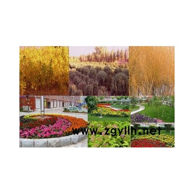 五角楓、黑松、云杉、柏樹球等