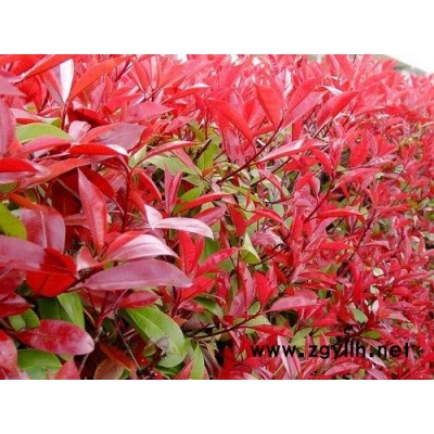 金葉女貞，紅葉小檗，金葉小檗，雪松