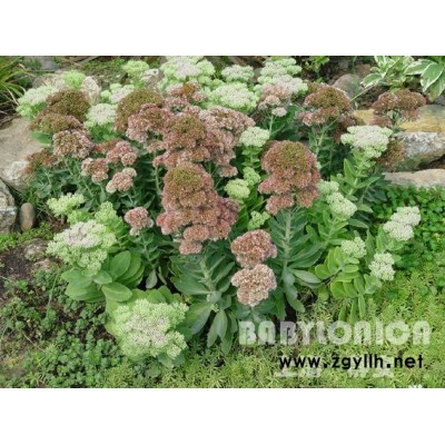 八角金盤，國槐，黃金槐，龍爪槐，垂柳，金絲柳，銀芽柳