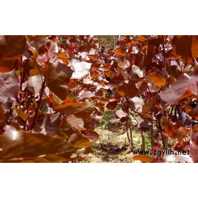 中華紅葉楊（彩葉楊、速生楊、環(huán)保楊）