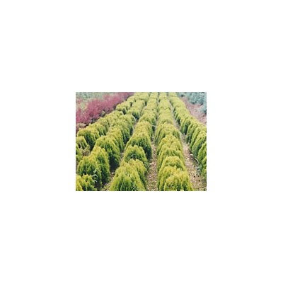 竹子、銀杏、紅葉小檗、金（紅）葉女貞、灑金柏等