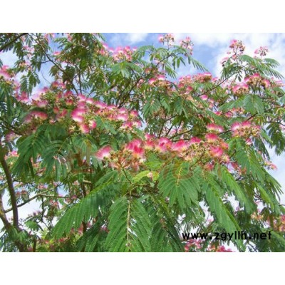 海桐球，雀舌黃楊球