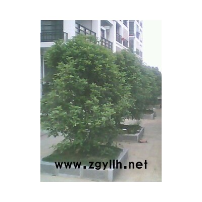 高桿女貞、桂花、香樟、廣玉蘭