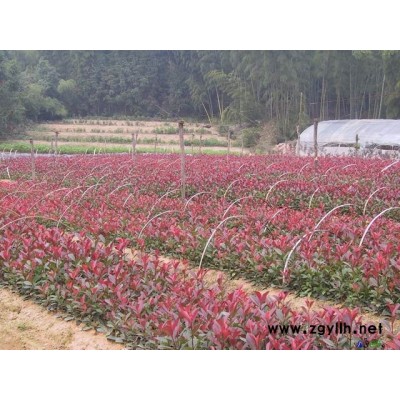 天竺桂/桂花/香樟/黃葛樹以及各種灌木紅繼木，各種鵑，紅葉石楠