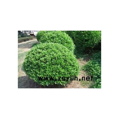 黃楊球等大量苗木