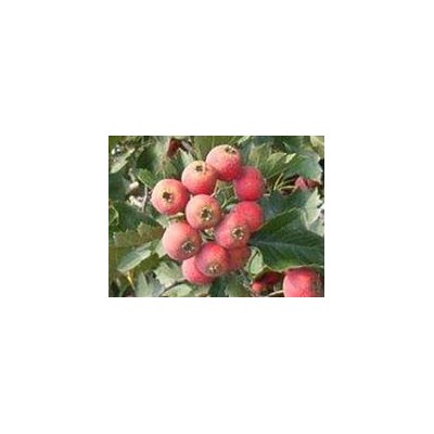 核桃苗 蘋果苗 柿子苗