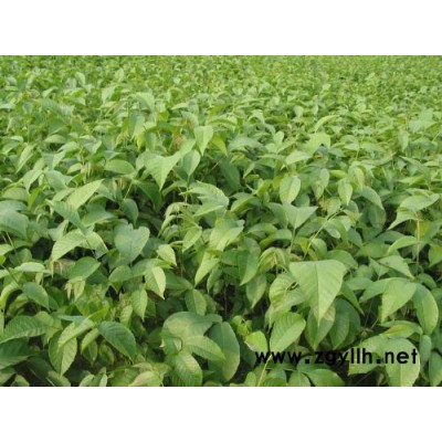 白皮松 華山松 國槐 刺槐 側(cè)柏 冬青