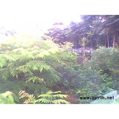 欒樹,香樟,楓香,桂花,黃葛樹,小葉榕