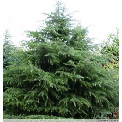 雪松,紅葉小檗,銀杏