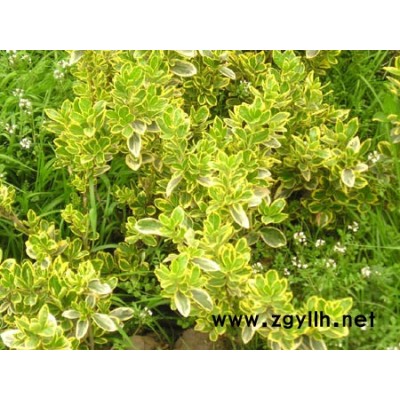 紅繼木、蚊母、茶梅、桅子花、法國冬青