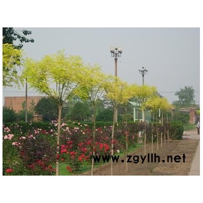 可扮靚北京奧運的彩葉新品-金葉國槐