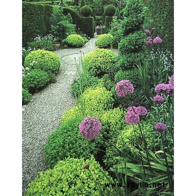 香花槐、金絲垂柳、檜柏等