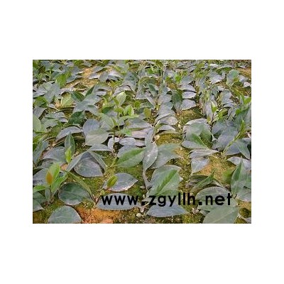 杜鵑，毛杜鵑，茶花小苗．