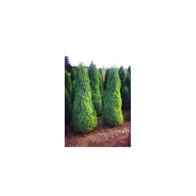 錦帶、紅瑞木、紫丁香