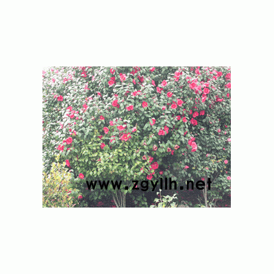 羅漢松、紅楓、茶花、香樟等