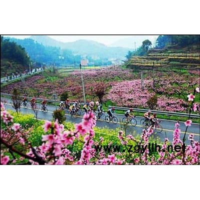 灌木灑金柏、瓜子黃楊、紫葉碧桃、合歡等苗木