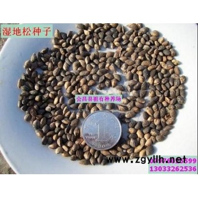 濕地松及種子