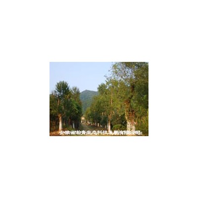 香樟、紫薇、樸樹、榆樹、桂花、無患子等