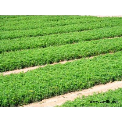 各種規格樟子松苗木