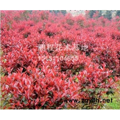 龍柏、紅王子錦帶、灑金柏球、紅葉石楠球