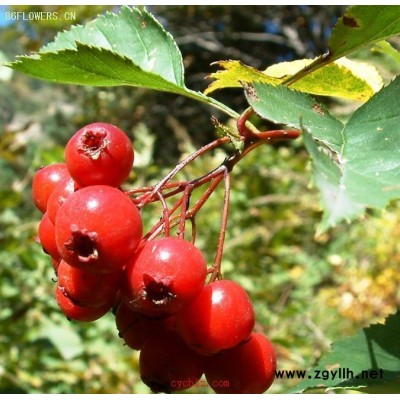 山楂樹(shù)綠化樹(shù)