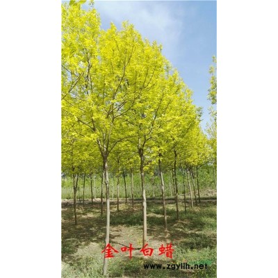 金葉白蠟2-10cm---- 彩葉樹異軍突起觀葉鄉土樹種