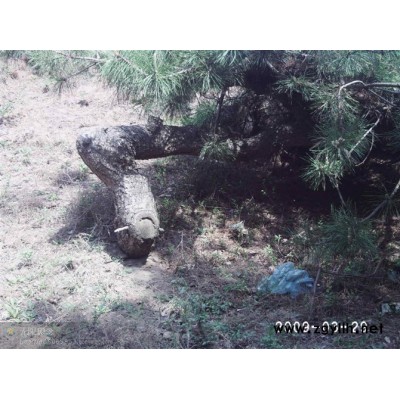 平頂松，黑松，五角楓，各種北方苗木